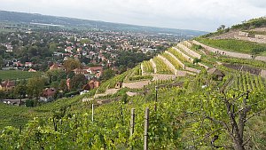 ost weinberge 300
